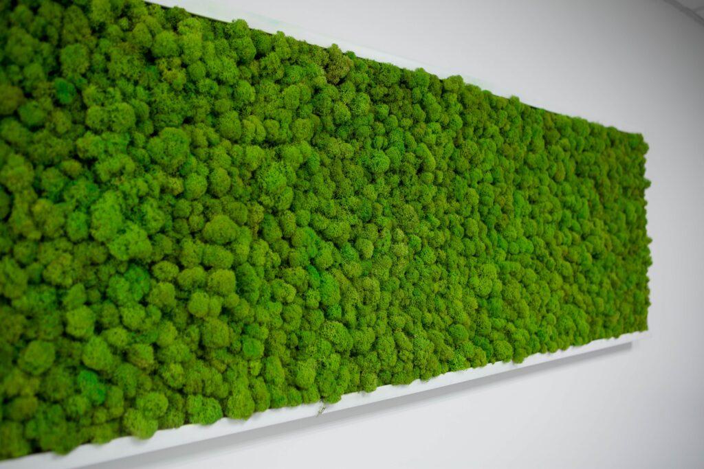 Ein großes Moosbild, das eine gesamte Wandfläche bedeckt. Das Moos hat eine lebendige grüne Farbe und eine dichte, kugelige Struktur. Dieses Moosbild verleiht dem Raum eine natürliche, beruhigende Atmosphäre und dient gleichzeitig als ästhetisches und akustisch wirksames Designelement. Die weiße Wand hebt das frische Grün des Mooses hervor und betont die Schönheit der natürlichen Textur.